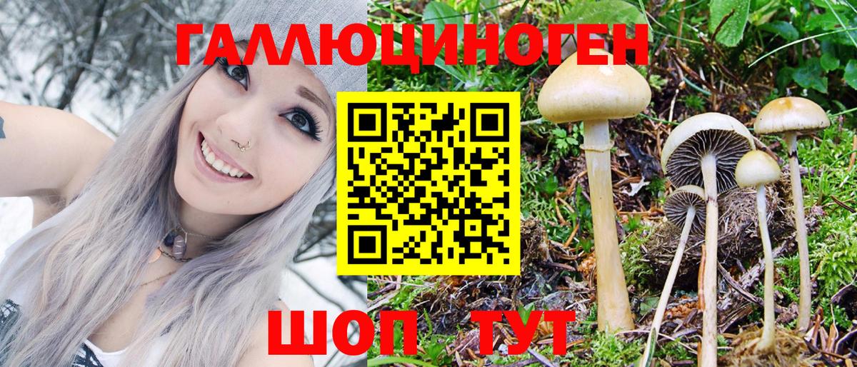Псилоцибиновые грибы Psilocybe Майкоп